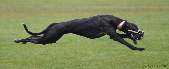 racing whippet